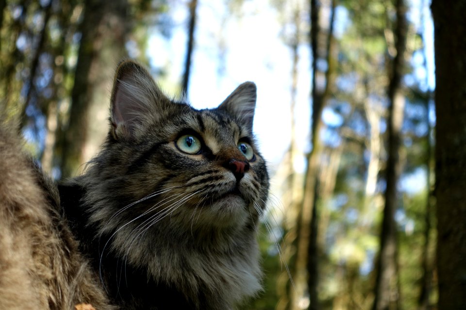 Cat Plant Felidae Carnivore