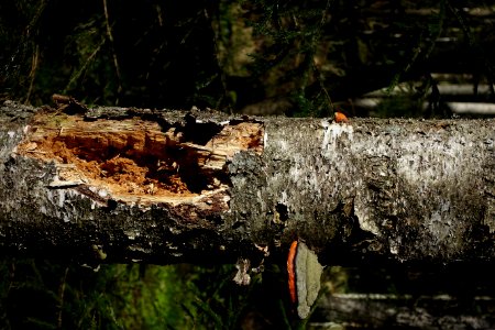 Plant Wood Branch Trunk