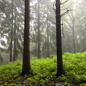 Forest In Mist