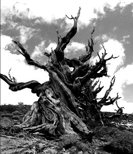 Bristlecone Pine