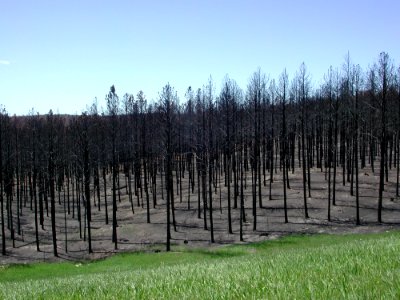 Aftermath Of 2000 Jasper Fire