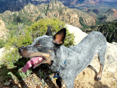 Mogollon Rim