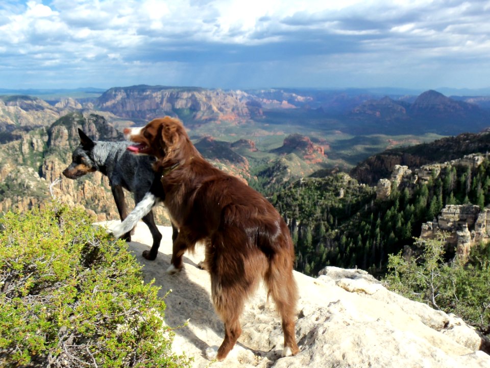 Mogollon Rim