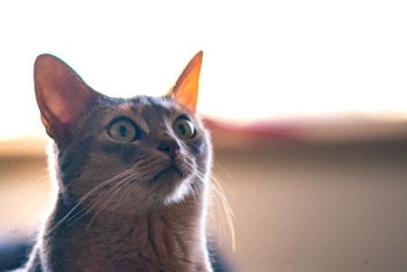 Cat Looking Up