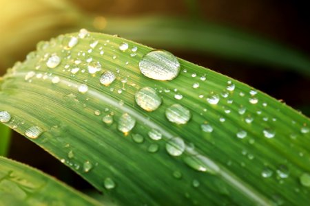 Raindrops On Leaf