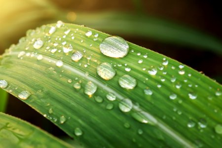 Raindrops On Leaf photo