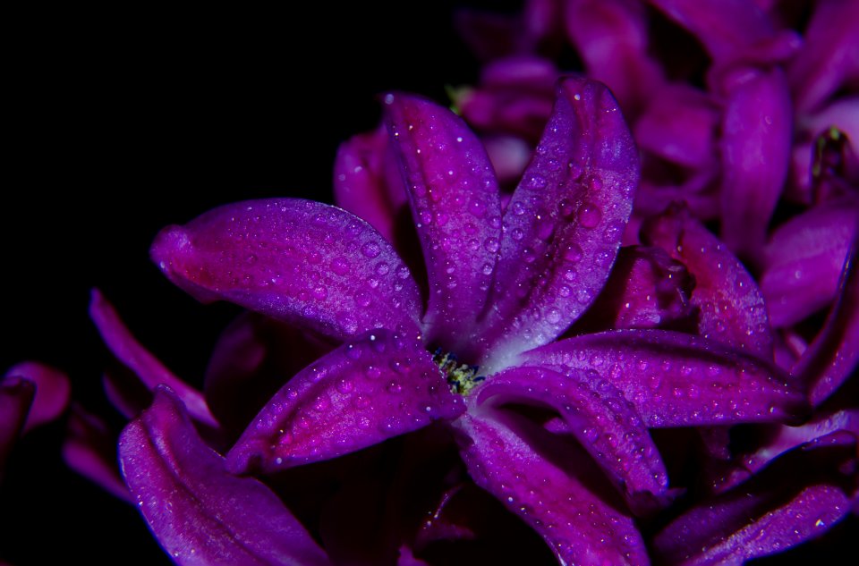 Lilac Flower At Night