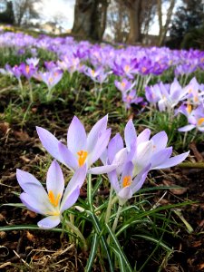 Crocus Flowers photo