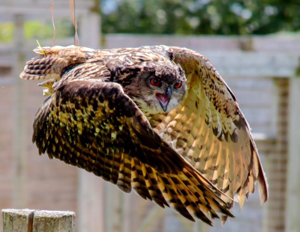 Brown And Beige Serpent Owl In Timelapse Photography