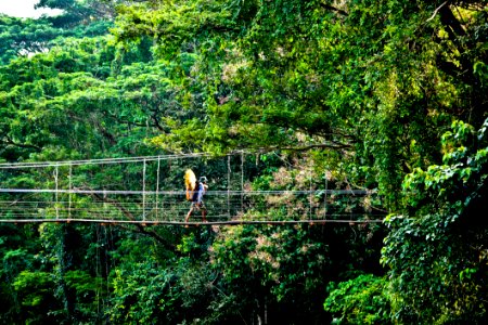 Person On Rope Bridge In Jungle