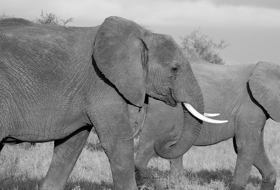 Mammal african trunk