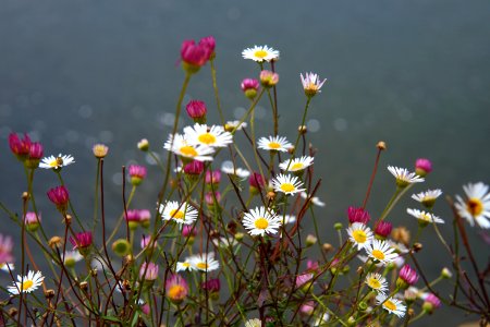 Flowers And The Sea
