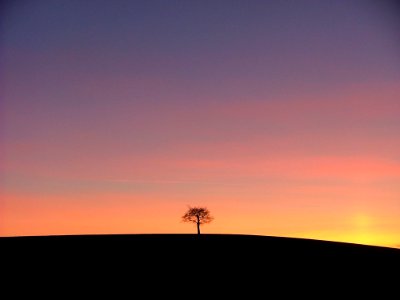Silhouette Of A Tree