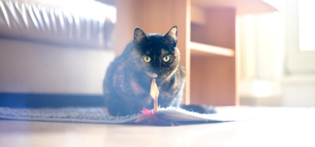 Portrait Of Cat In Living Room