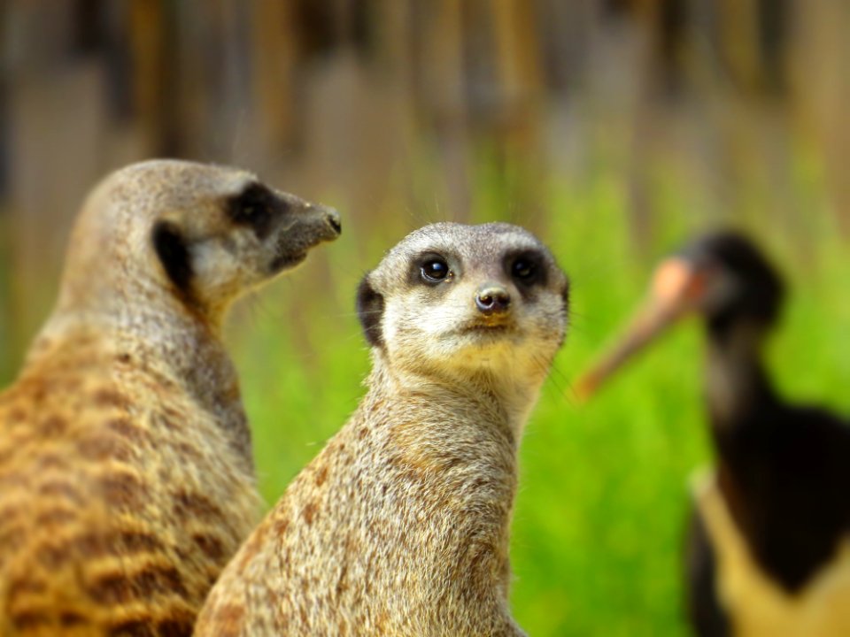 Pair Of Meerkats