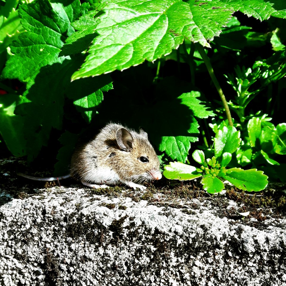 Mouse Under Leaves