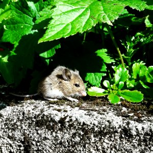Mouse Under Leaves photo