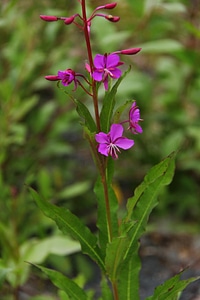 Nature floral plant