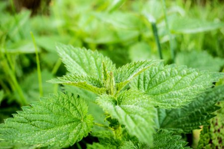 Close Up Of Green Nettle Leaves photo