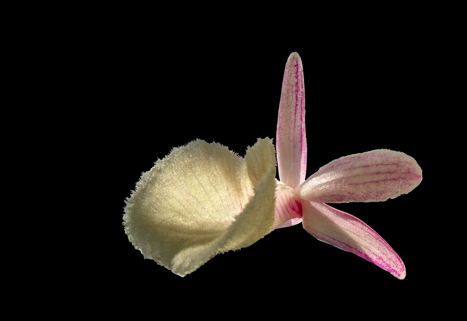 Flower white pink close up
