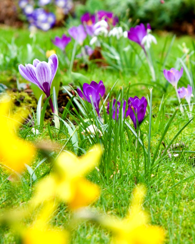 Purple Crocuses