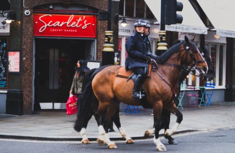 Mounted Police London England