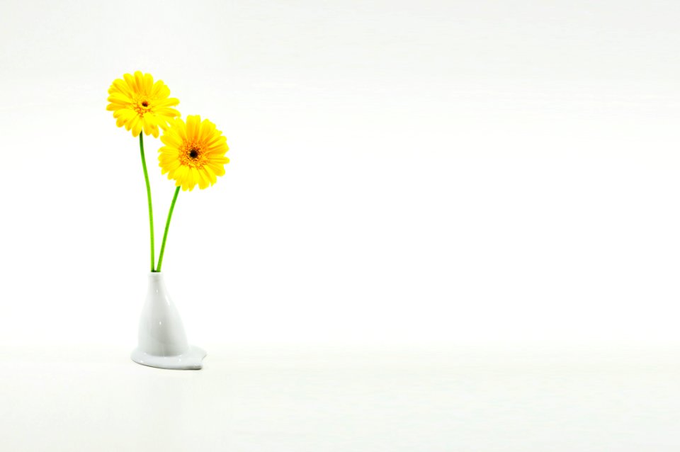 Gerber Daisies In Vase