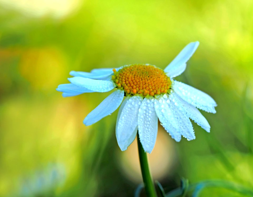 Close Up Photography Of A White Aster Flower In Bloom At Daytime