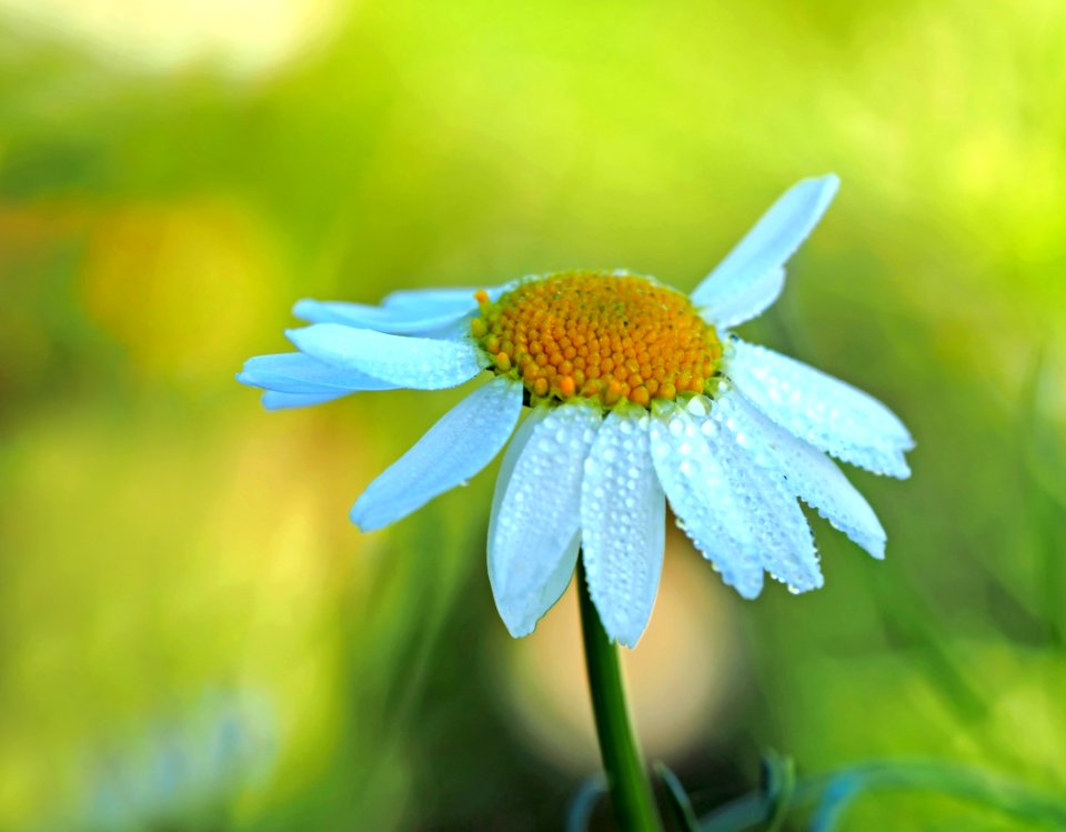 Close Up Photography Of A White Aster Flower In Bloom At Daytime photo