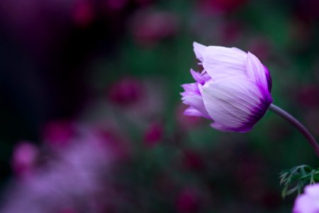 Purple Flower Macro Photography photo