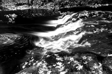 Greyscale Photo Of Water And Leaves photo