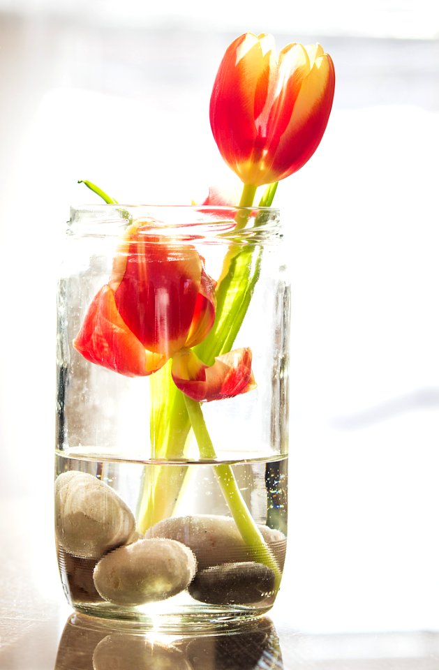 Tulips In Vase
