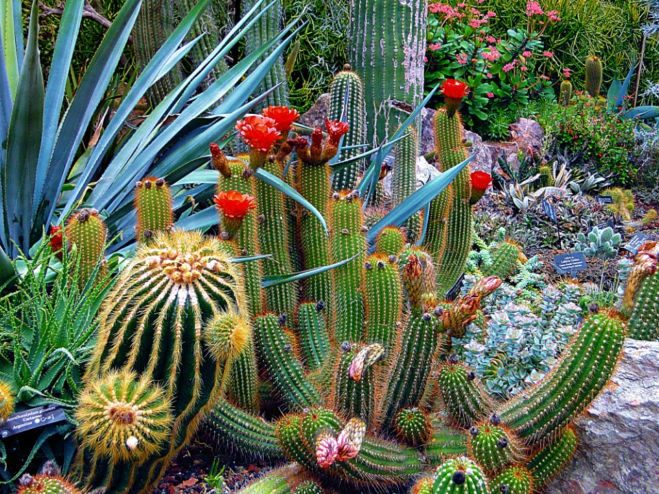 Close-up Of Cactus