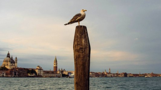 Gull Resting On Post By Coastal Town