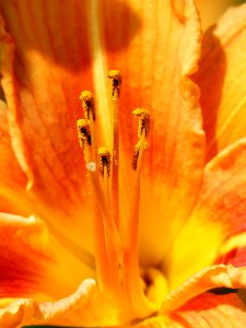 Yellow Petal Flower photo