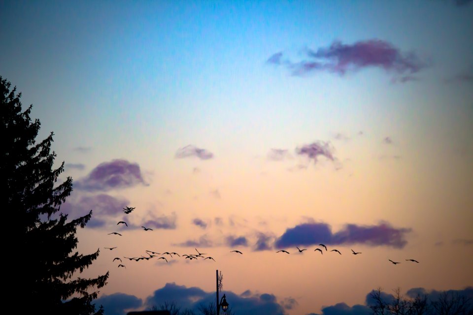 Birds On Sunset Sky