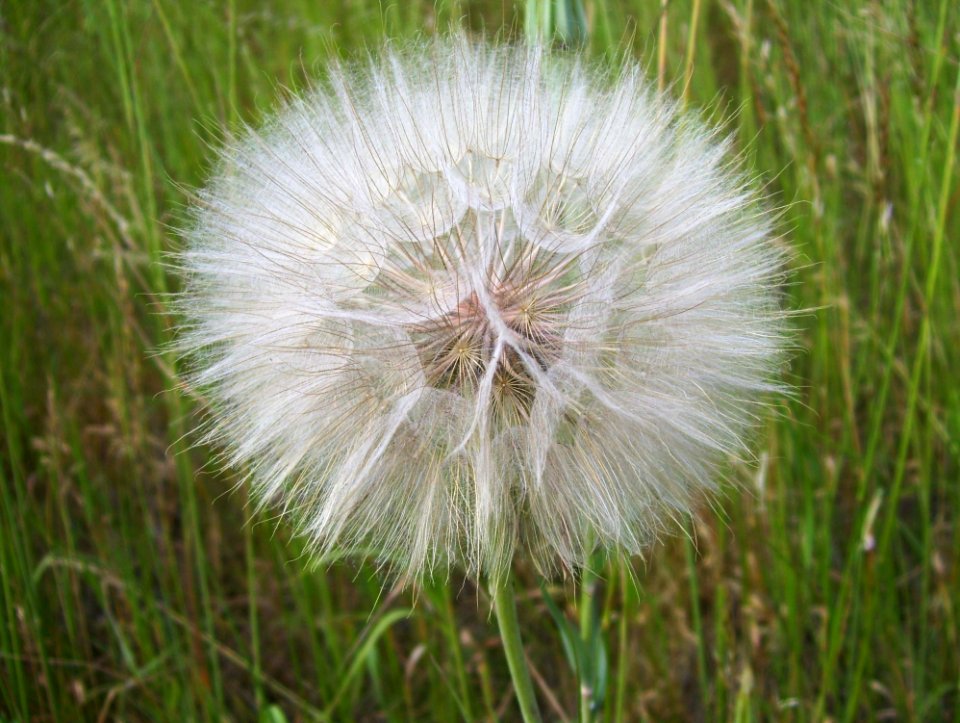 Dandelion Head