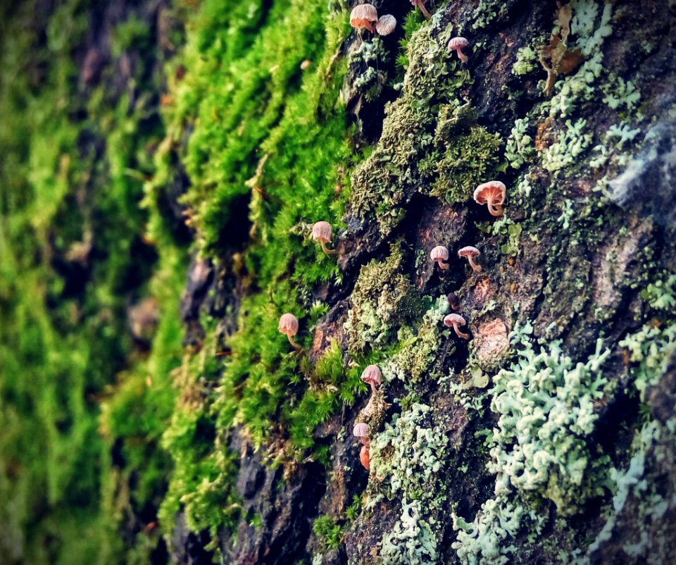 Mushrooms And Moss On Rock