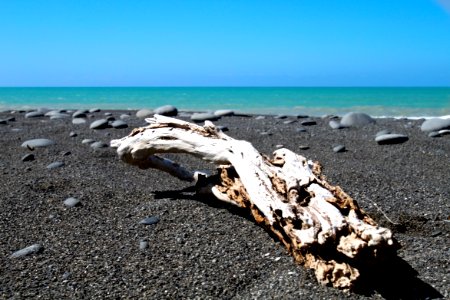 Drift Wood At Shoreline