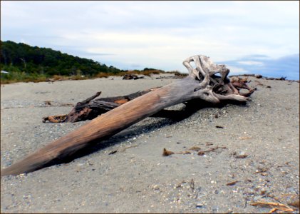 West Coast Beaches Of New Zealand (33)