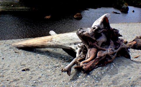 West Coast Beaches Of New Zealand (28)