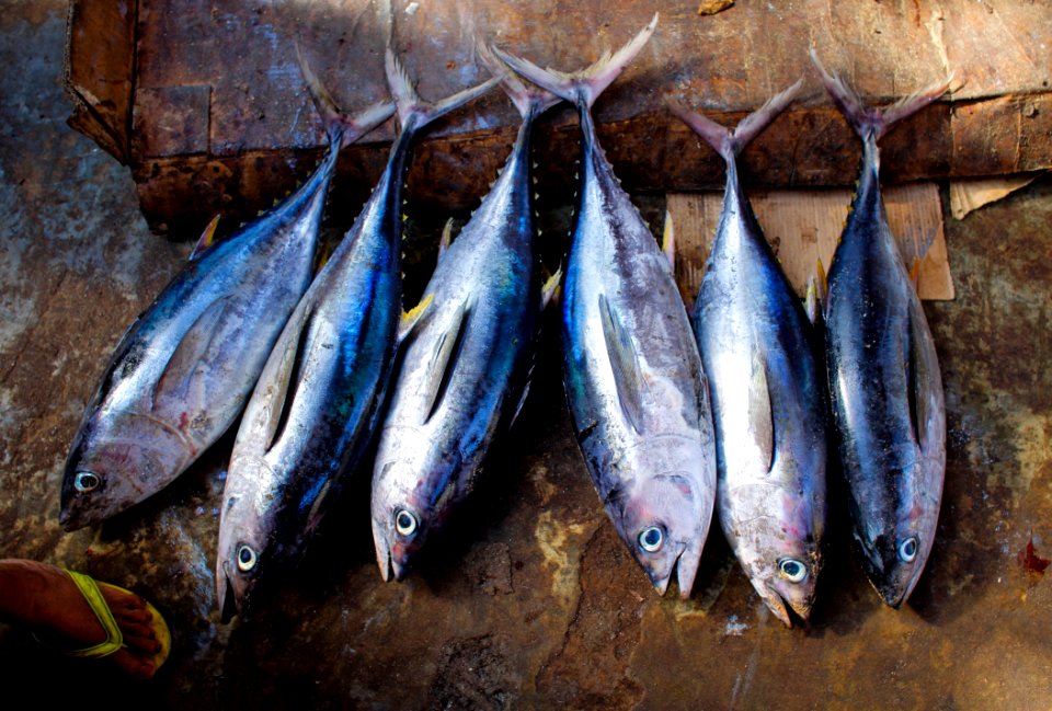 20130316SomaliaFishing G