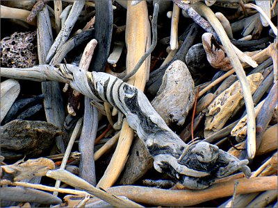 West Coast Beaches Of New Zealand (22)