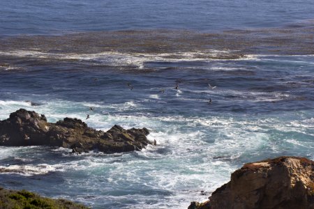 Birds Flying (Big Sur) photo