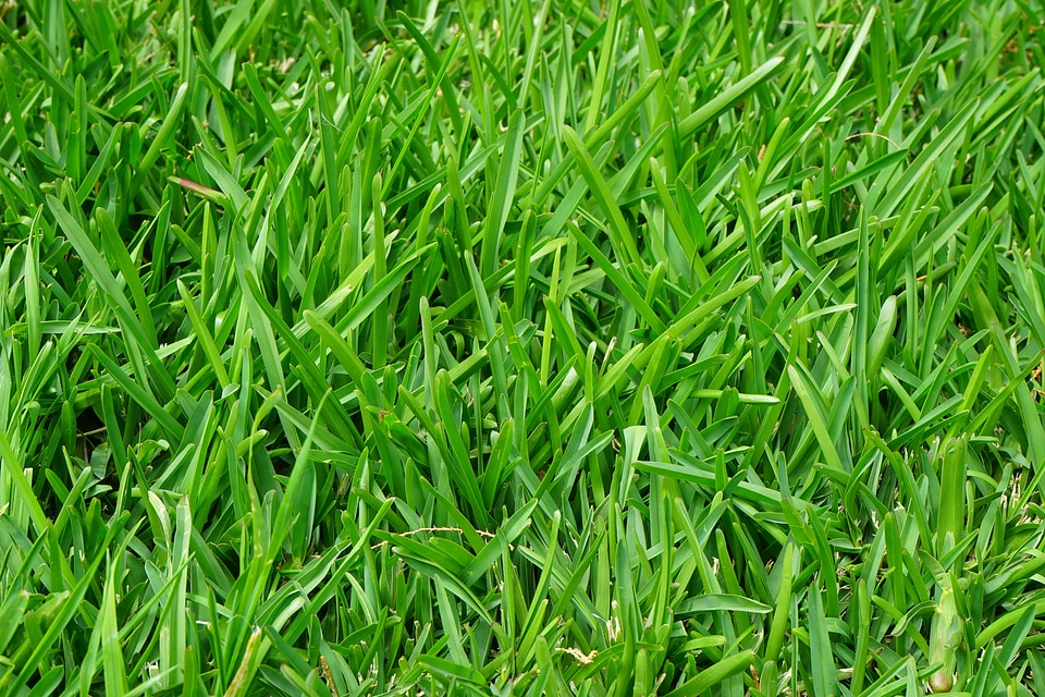 Green blades of grass halme