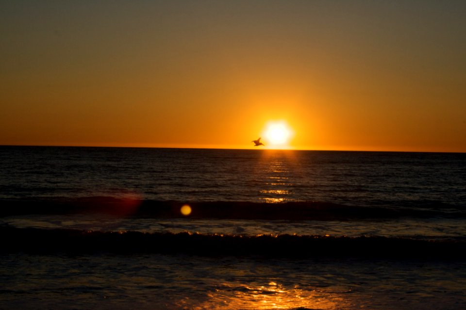 Pelican Flying By The Sun