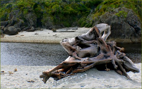 West Coast Beaches Of New Zealand (27)
