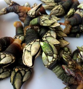 Goose Barnacles
