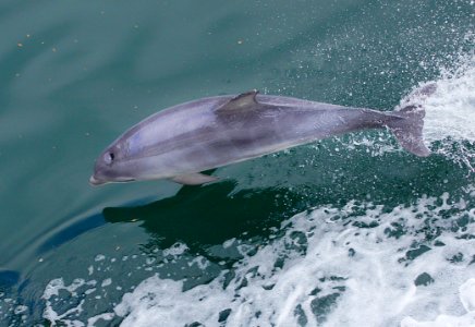 Dolphin At Play 6