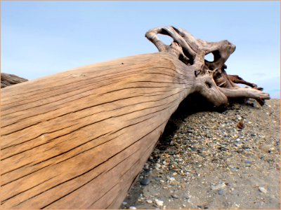 West Coast Beaches Of New Zealand (34)